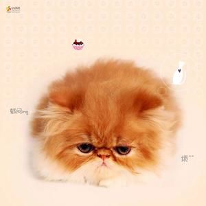 Meet your Posher, Sunnyi li